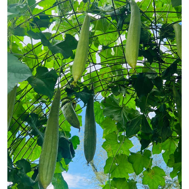Sow the Magic - Wholesale Plant seeds - Luffa Gourd Tarot Seed Packet4