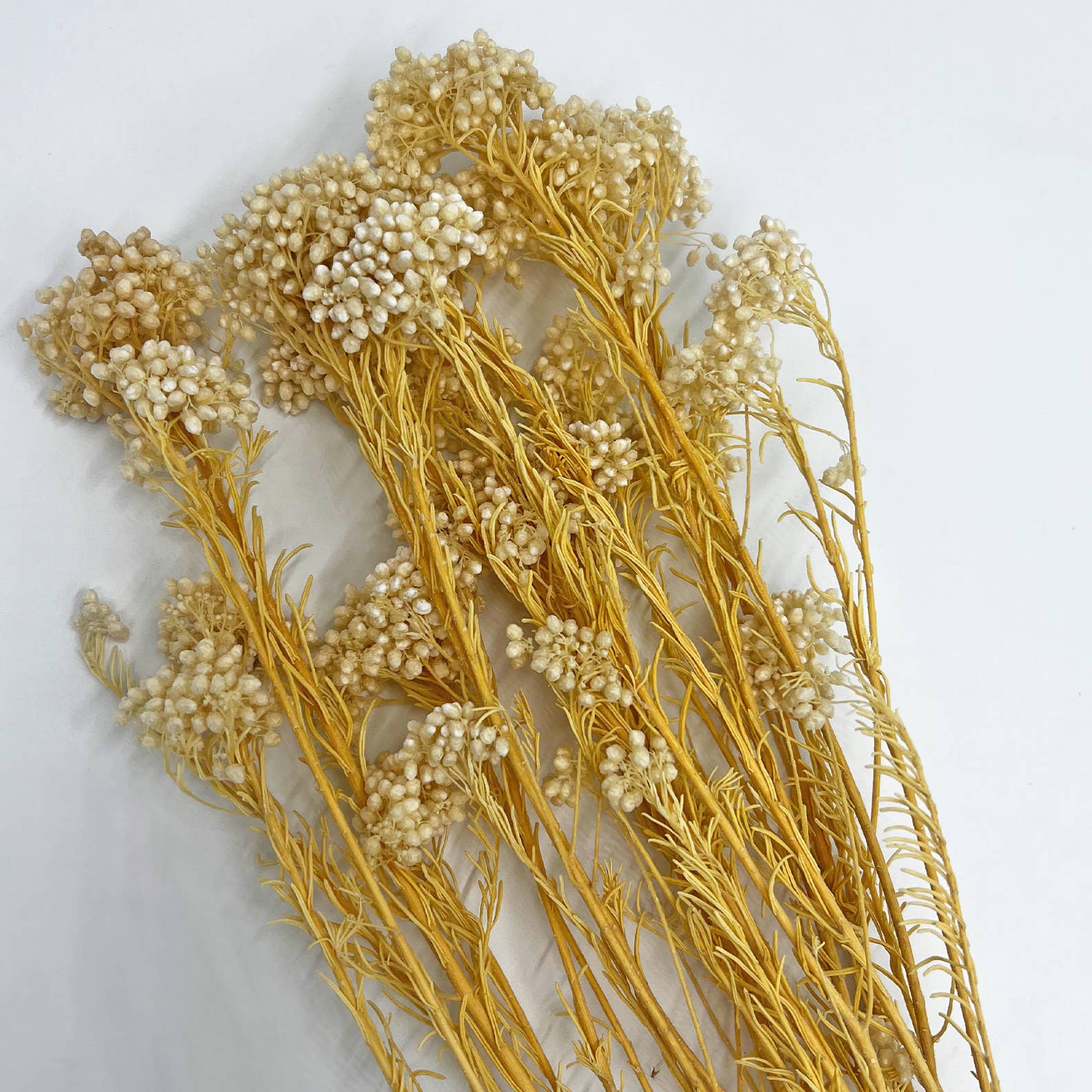 2626 Designs – Engroshandel Tørrede/pressede blomster – Konserveret hirse og risblomst - Immortelle og Ozothamnus blomster32