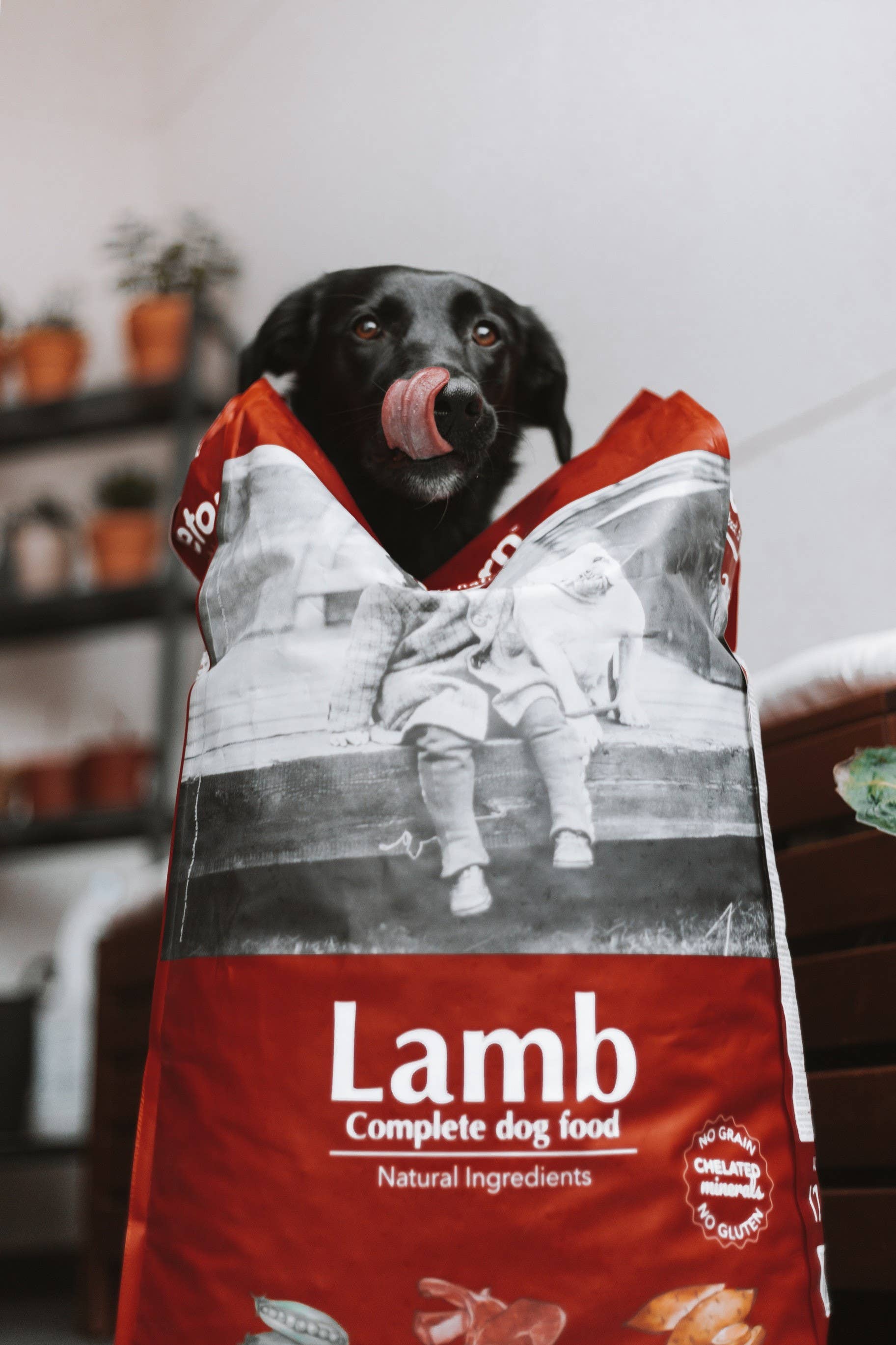 POCURULL SL (Retorn) - Wholesale Pet Food - Dog - Natural Food For Small Croquette Lamb Dogs2