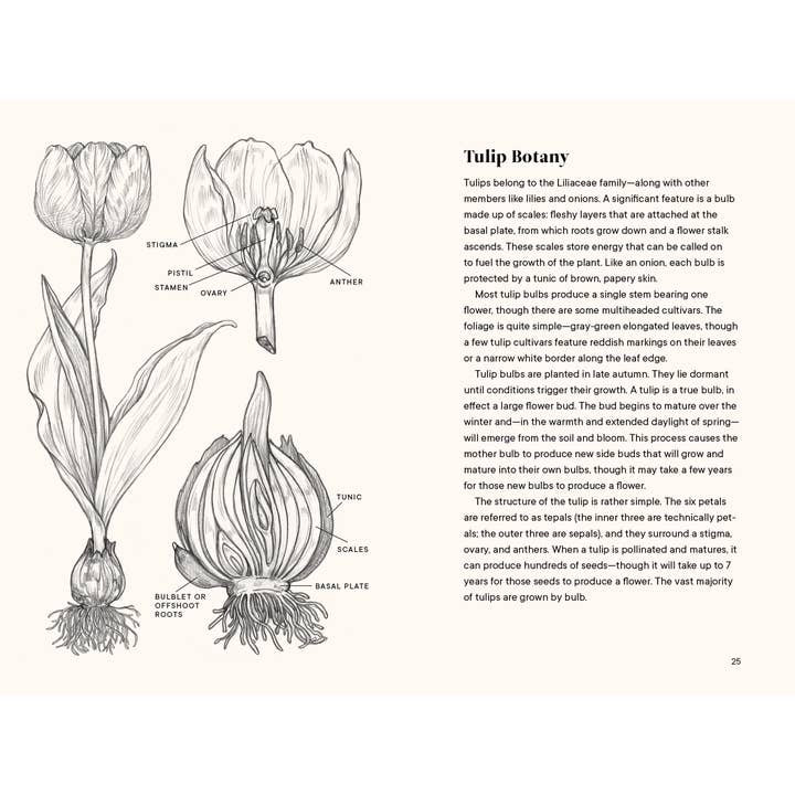 Paige Tate & Co. – wholesale Nature & outdoors book – Tulips: A Little Book of Flowers (Valentines, Galentines)7
