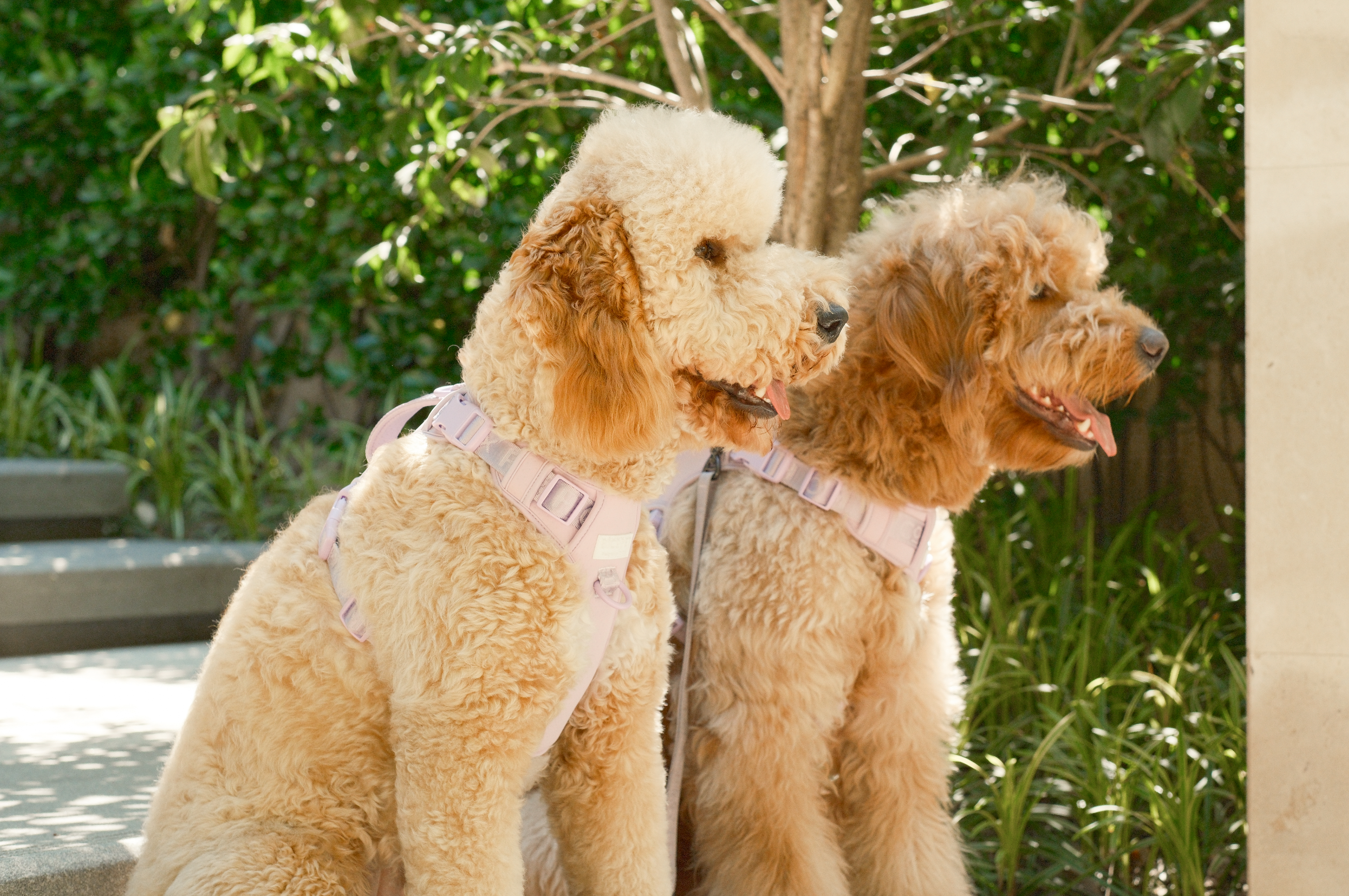 PEHOM - Wholesale Tuig voor huisdieren - Hond - PEHOM Geen-trek hondenharnas – mintgroen en paars6