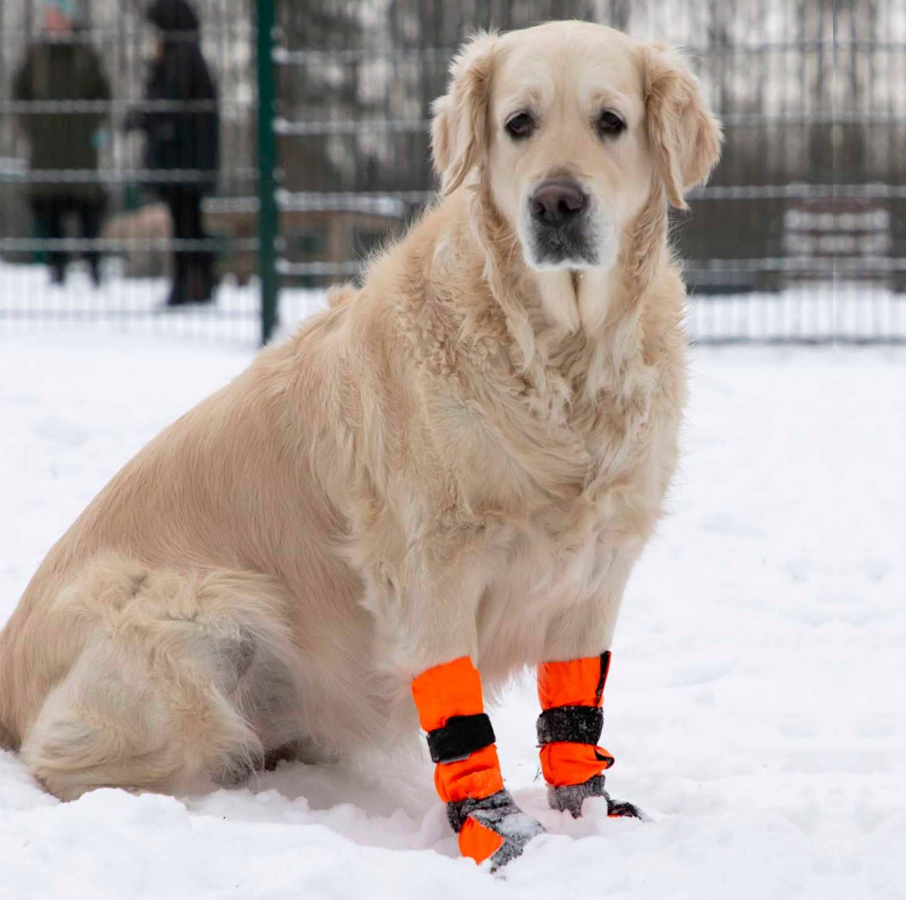 FINNERO - Vente Bottines – chien - FINNERO SULO bottines de protection pour chien, 2 pièces, orange11