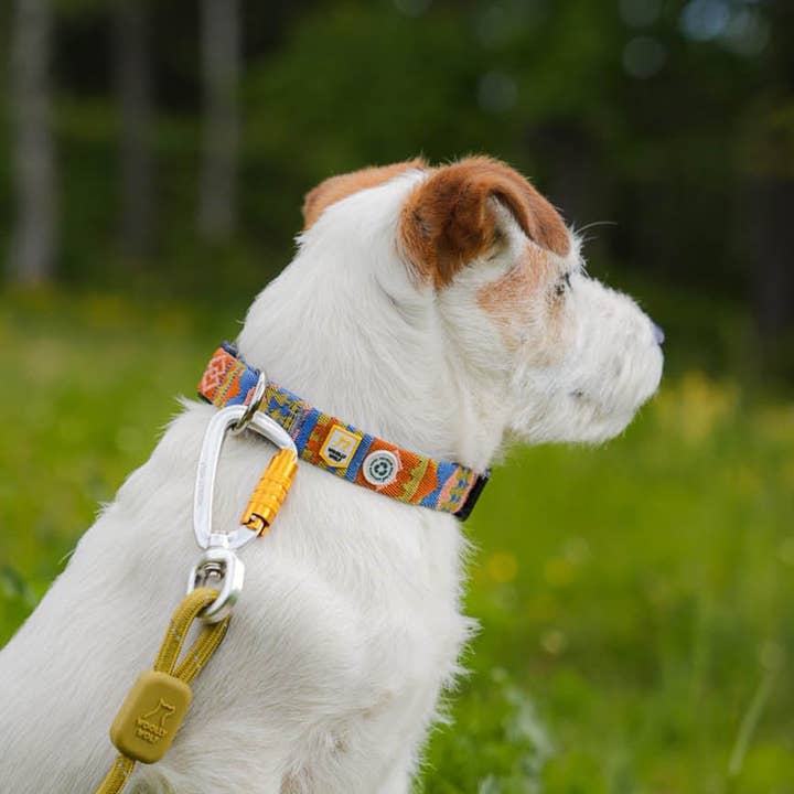Woolly Wolf – Großhandel Haustierhalsband – Hund – Nightless Night Hundehalsband aus recyceltem Material (RPET)