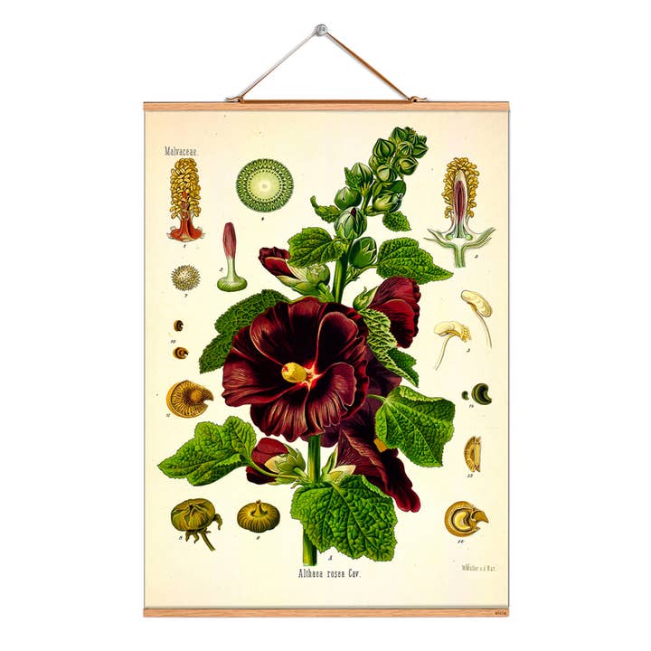Scroll picture illustration # 095/Köhler/Hollyhock for wholesale by Eicie