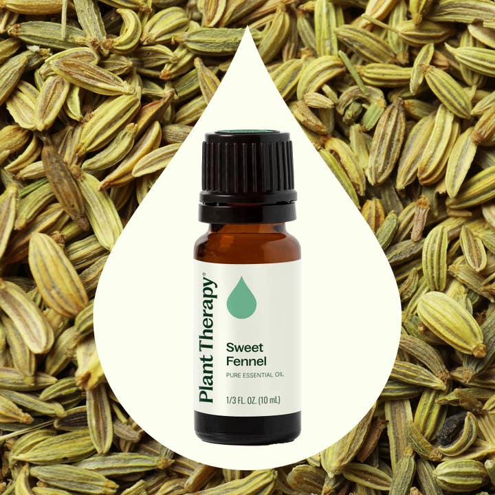 Plant Therapy - Wholesale Essential Oil - Sweet Fennel Essential Oil 10 mL1