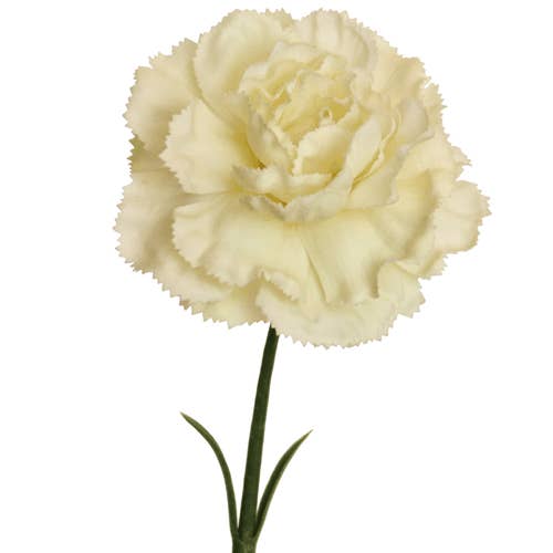 carnation 58 cm cream for wholesale by Floratexx