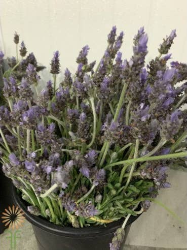 Lavender French 50 stems for wholesale by Florasource