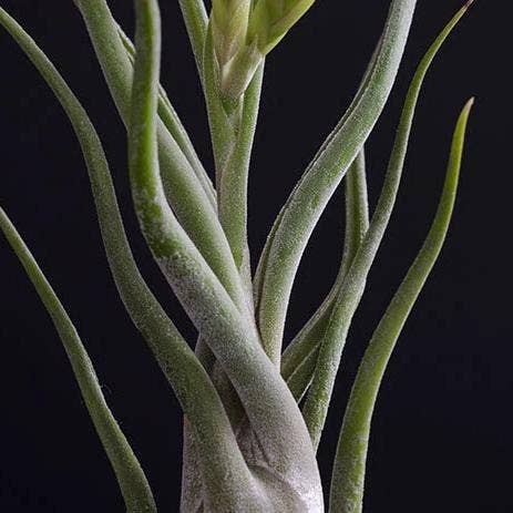The Artizan Way - Wholesale Live Plant - Tillandsia Caput Medusae | Live Air Plant8