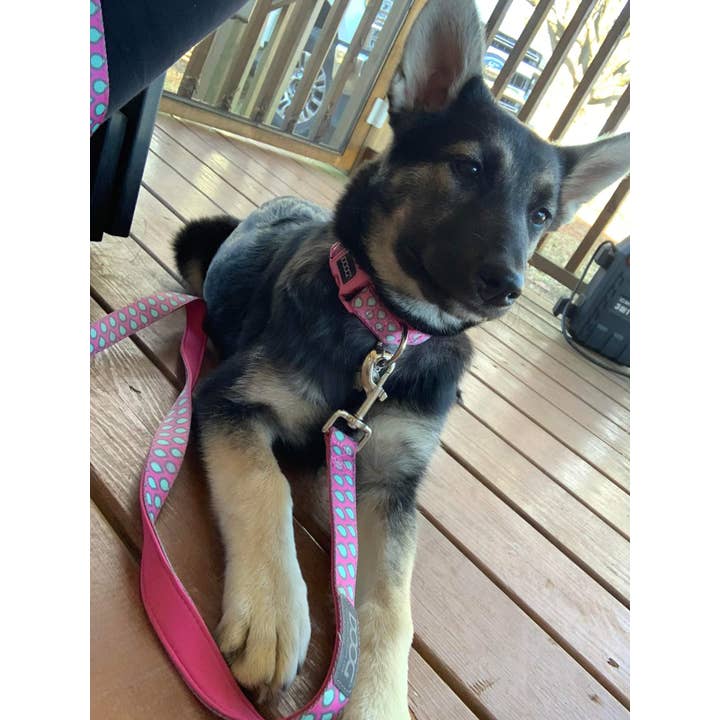 DOOG & Outback Tails & Country Tails - Wholesale Pet Collar - Dog - Neoprene Dog Collar - LUNA