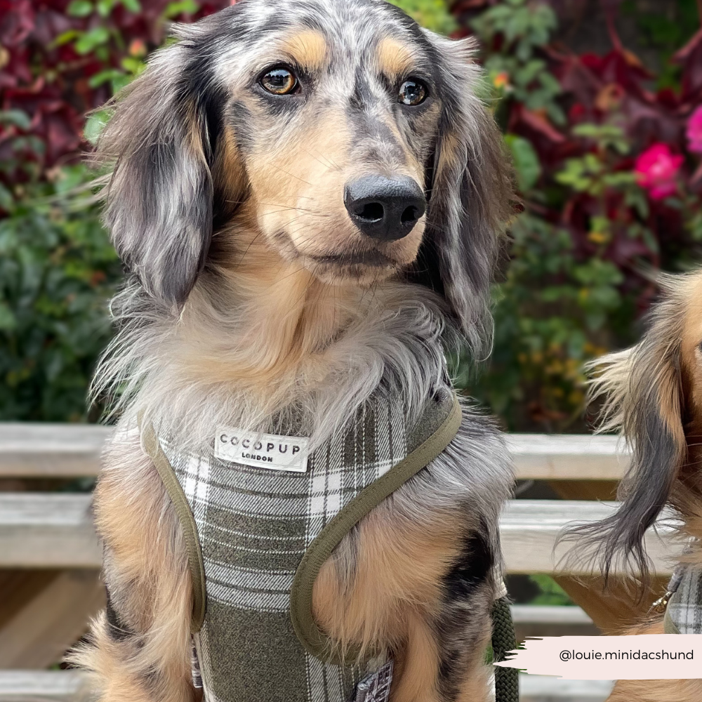 Cocopup London – wholesale Pet harness – Dog – Olive Check Adjustable Neck HARNESS8