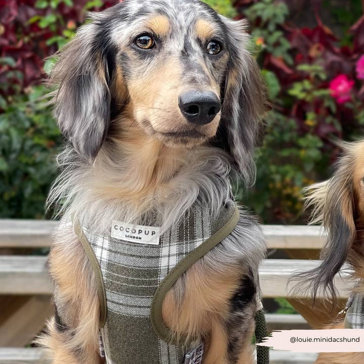 Cocopup London - Wholesale Pet Harness - Dog - Olive Check Adjustable Neck HARNESS8