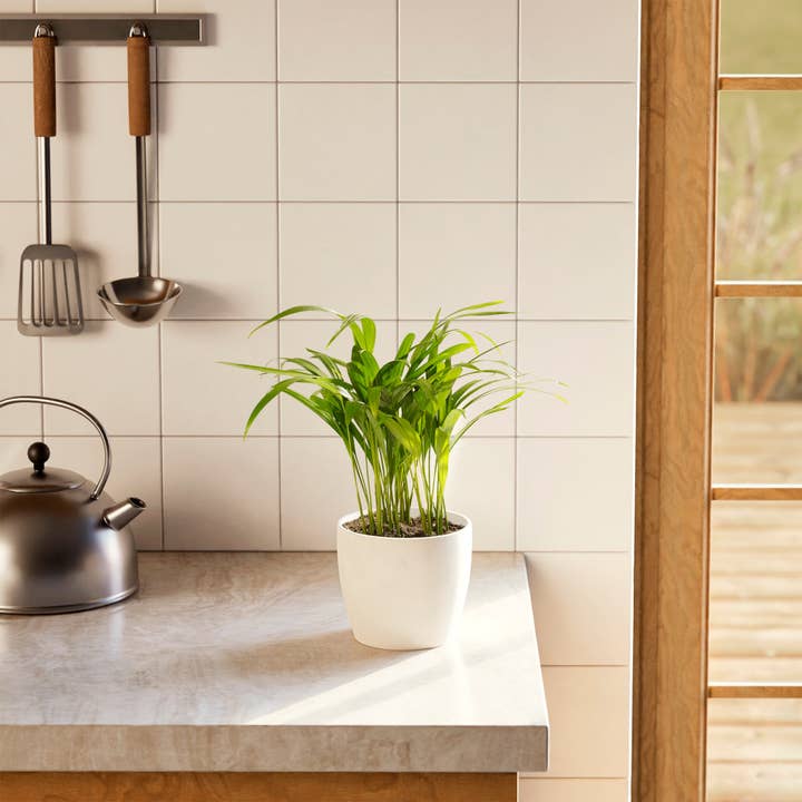 Lively Root - Wholesale Live Plant - Areca Palm Indoor Tree32