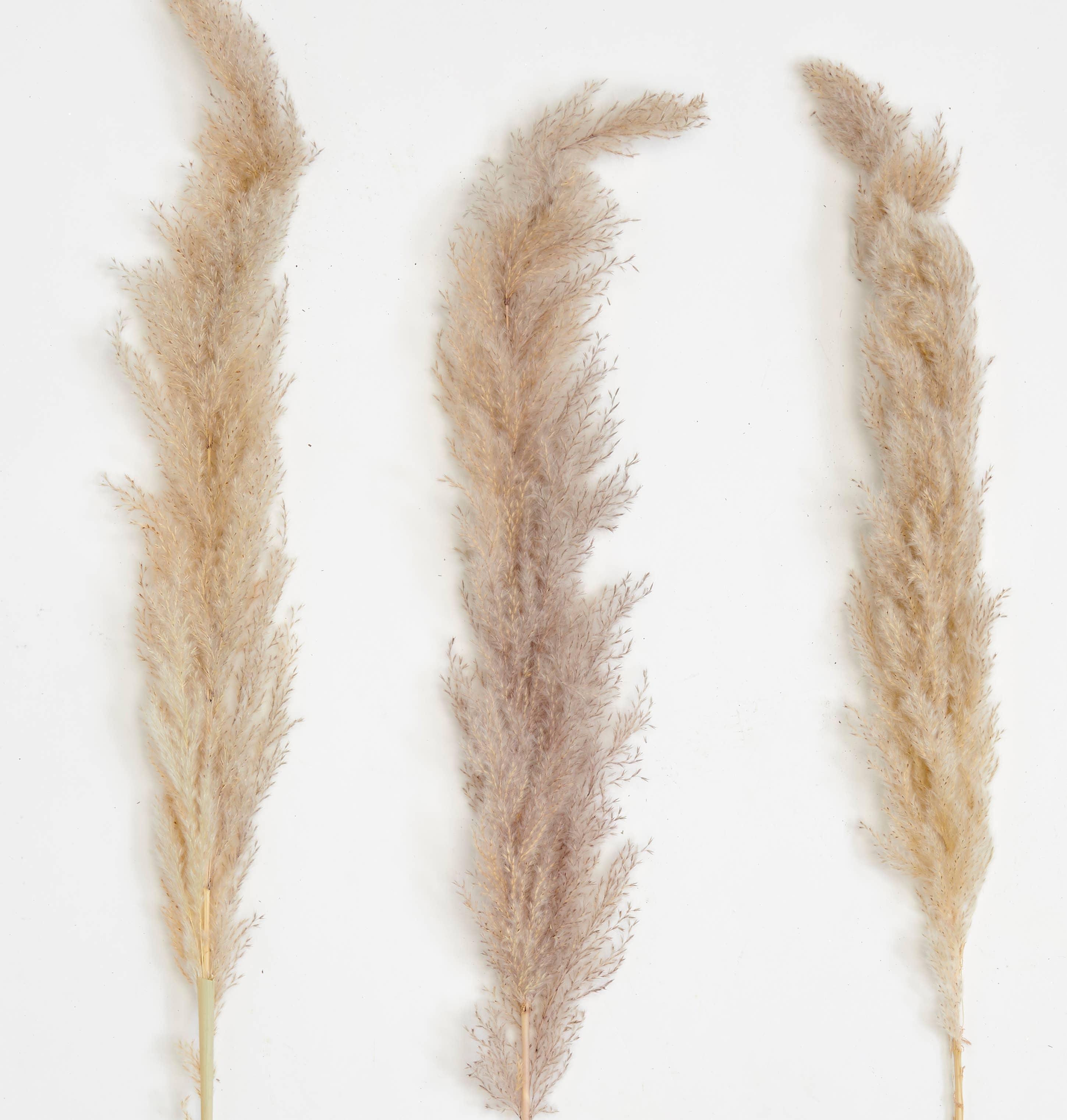 WORTH IMPORTS - Wholesale Dried/Pressed Flowers - 42" Glow Stick Pampas Grass Stem, Set of 31