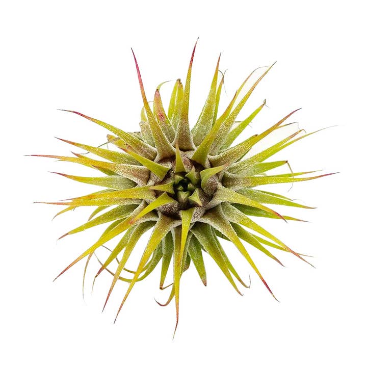 Best Plant Friend - Wholesale Live Plant - Live Ionantha Guatemala Air Plant 2.5" Wide or Tall