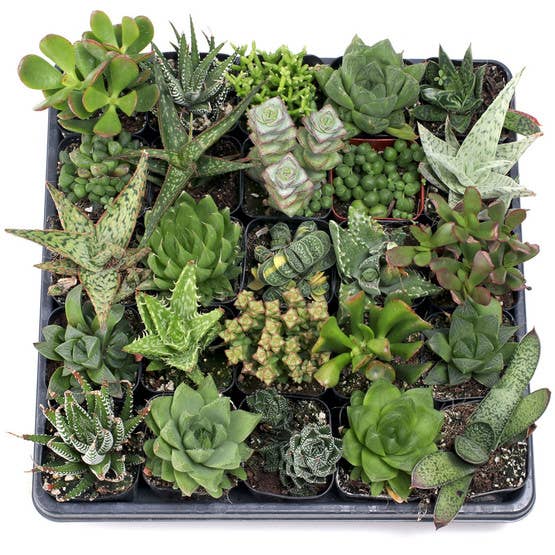 Mountain Crest Gardens - Vente Succulentes - Lot de 20 plantes succulentes d'intérieur faciles (20 variétés, pots de 2")5