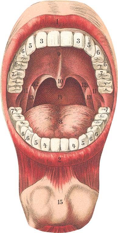 Found Image Press - Wholesale Postcard - Postcard AY-48 Diagram of Mouth and Teeth0