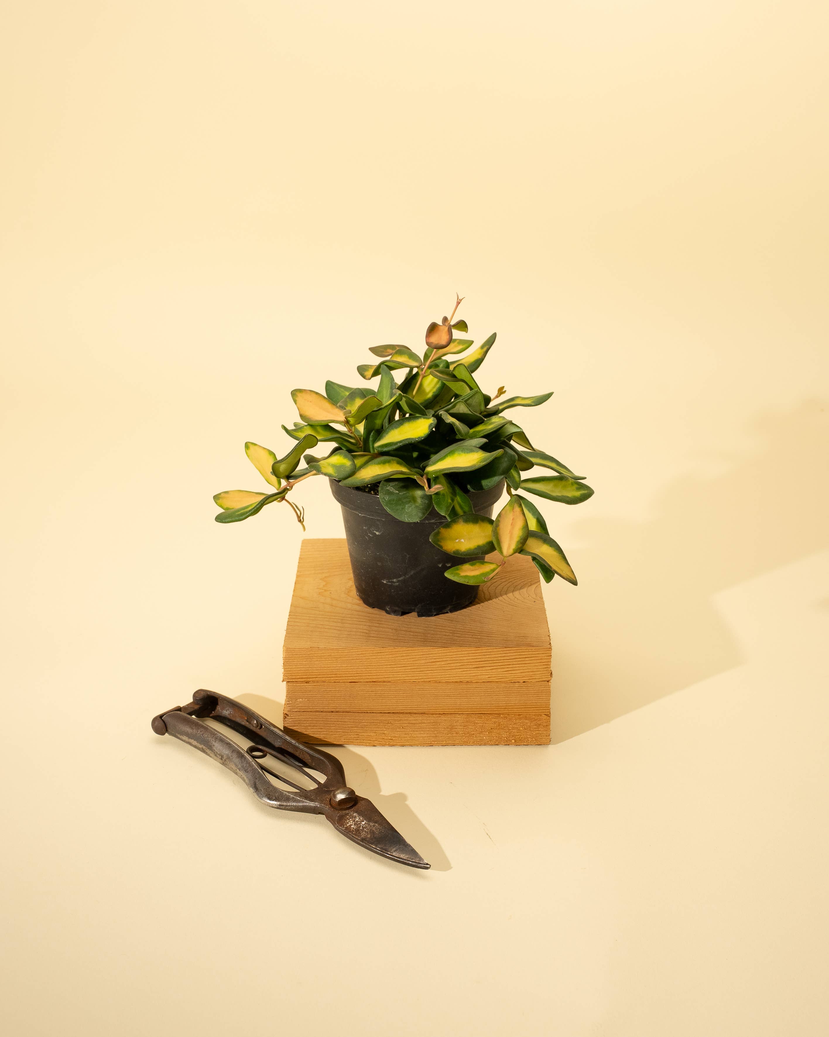 BWH Plant Co - Wholesale Live Plant - 4" Hoya 'DS70' Variegated1