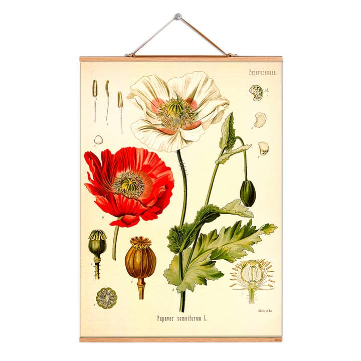 Scroll picture illustration # 096/Köhler/Opium poppy for wholesale by Eicie