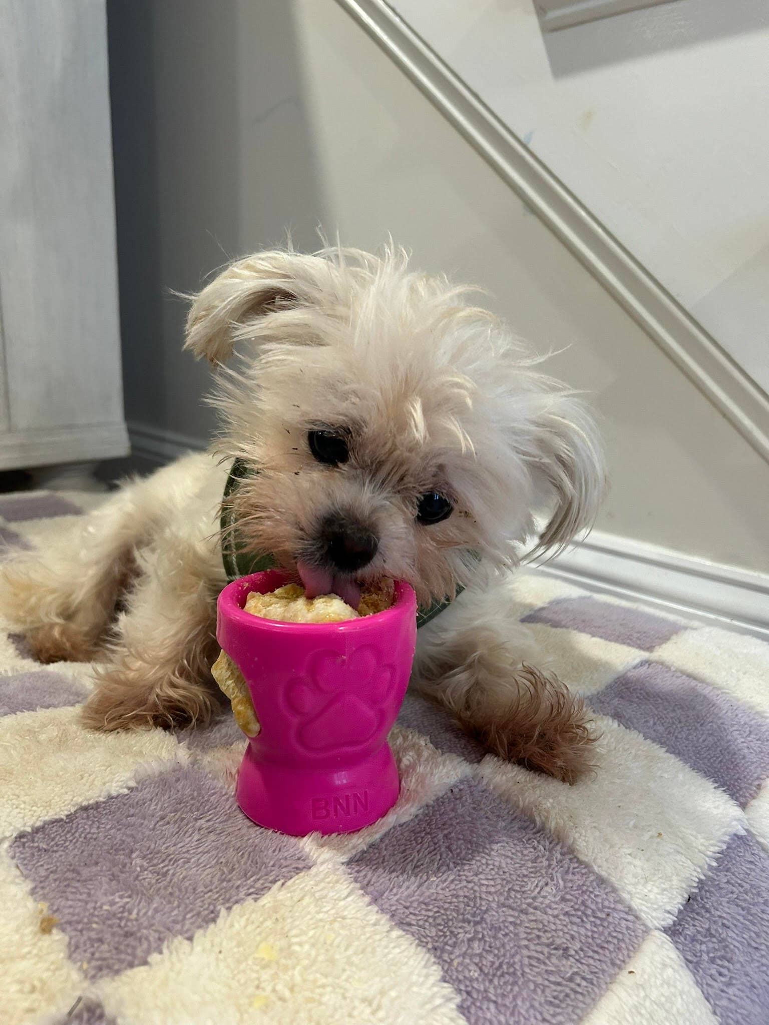 Durkha Dog Chew - Wholesale Pet Chew Toy - Dog - Durkha Puff & Fetch Toy - Microwaveable Yak Cheese Toy12