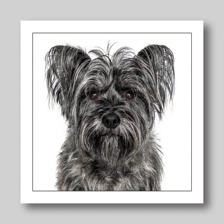 Cairn terrier - Dog Greeting Card for wholesale by GRUFFPAWTRAITS
