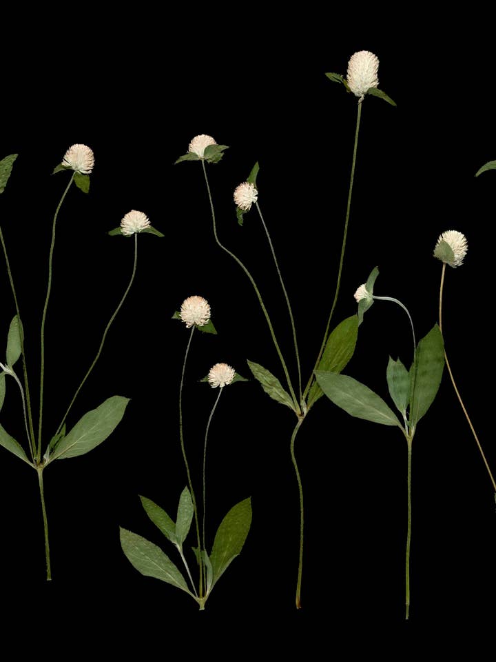 Impression botanique encadrée - Amaranth Garden Pressing sur fond noir pour la vente par Homegrown Art Co