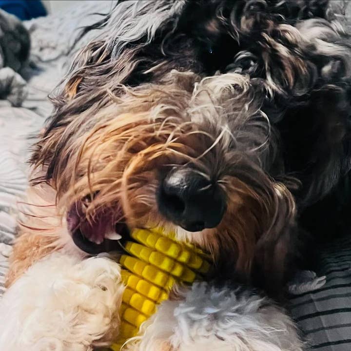 Green Waves Co. - Wholesale Pet Chew Toy - Dog - Corn-Shaped Dental Chew Toy15