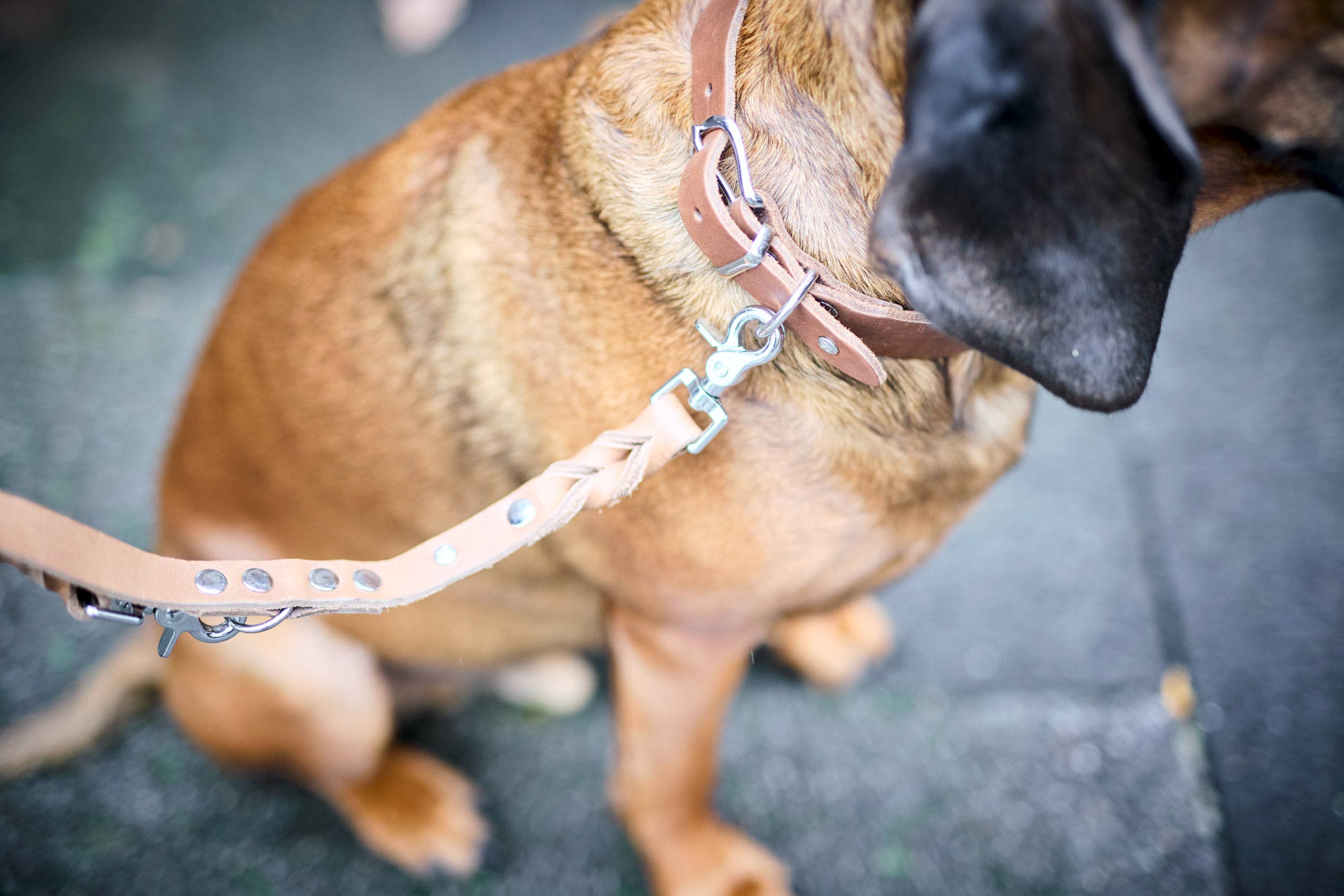 LABONI - Volentis GmbH - Vente Collier – chien - Collier pour chien GIRO en cuir souple à prise ferme8