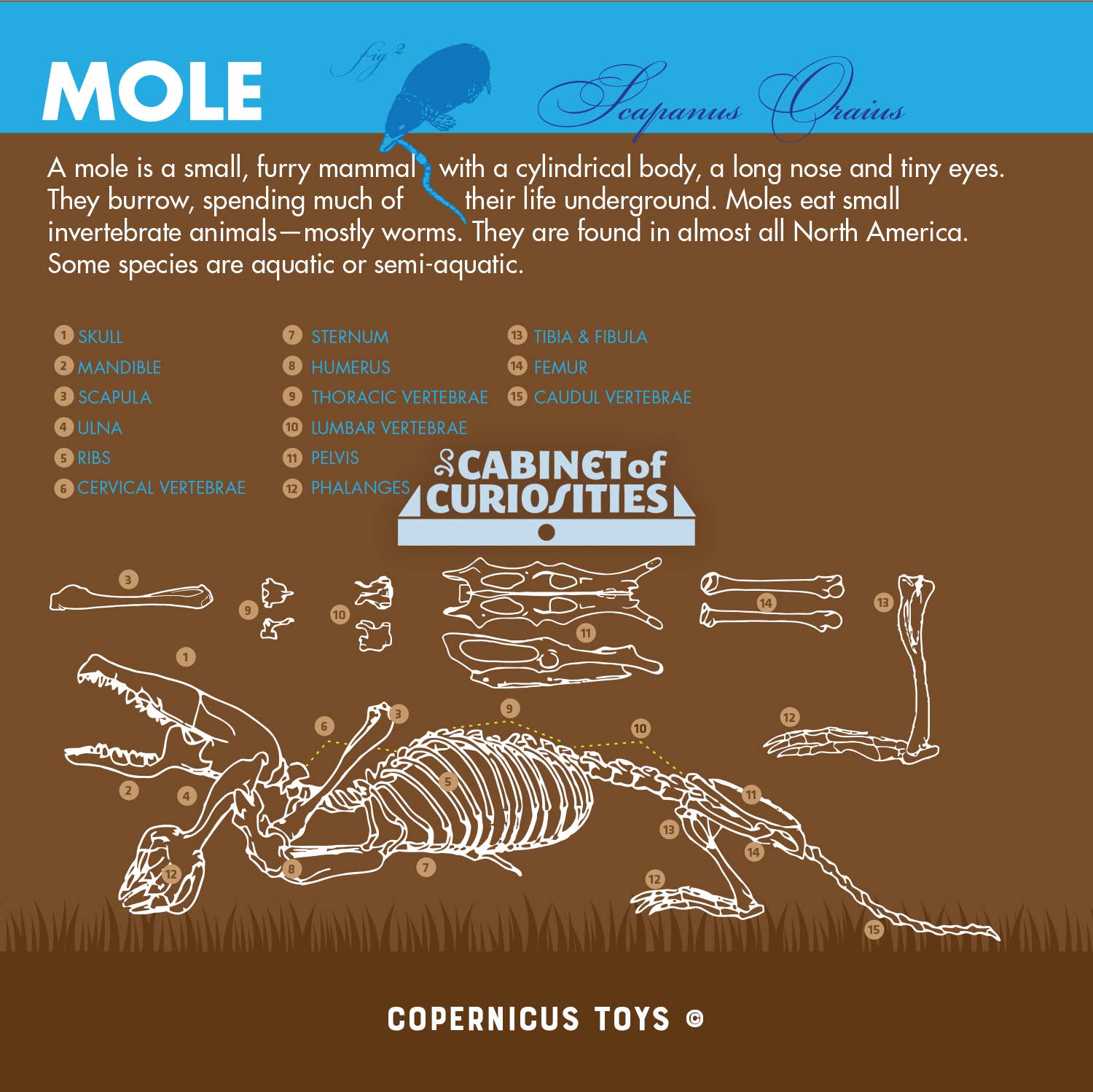 Copernicus Toys - Wholesale DIY Craft Kit - Kids - Cabinet of Owl Pellets | Dissection Kit Science Demo2