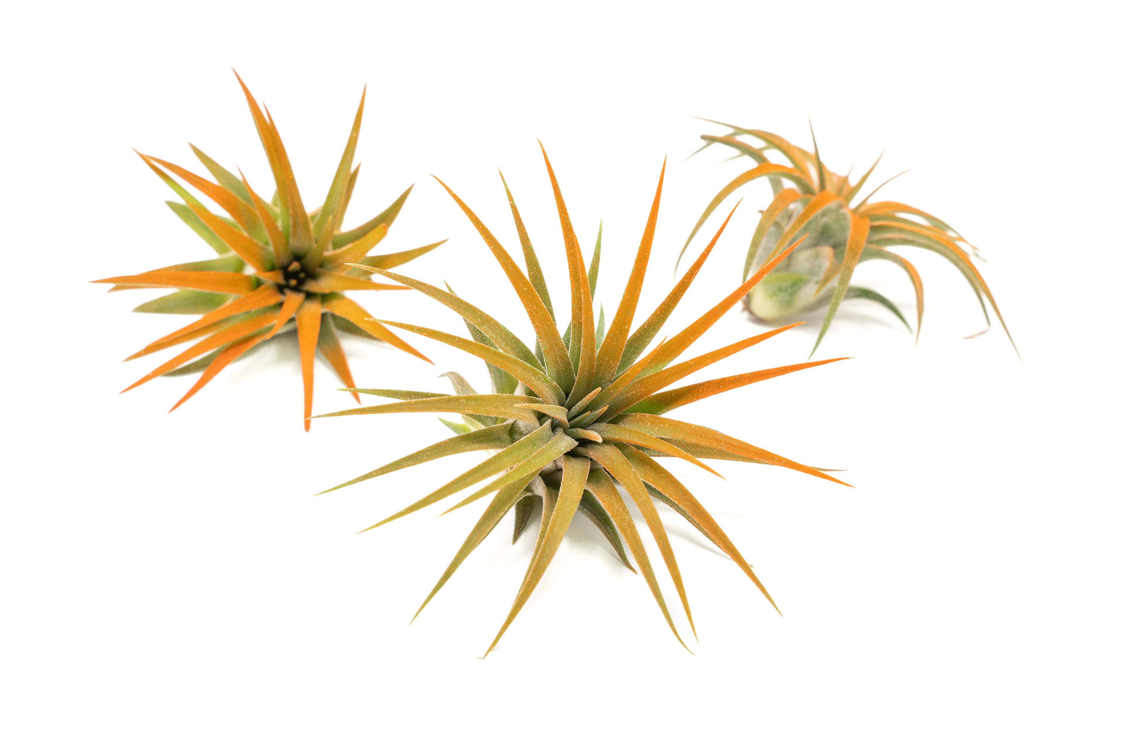 Air Plant Shop - Wholesale Live Plant - Color Enhanced Tillandsia Ionantha Rubra Air Plants6