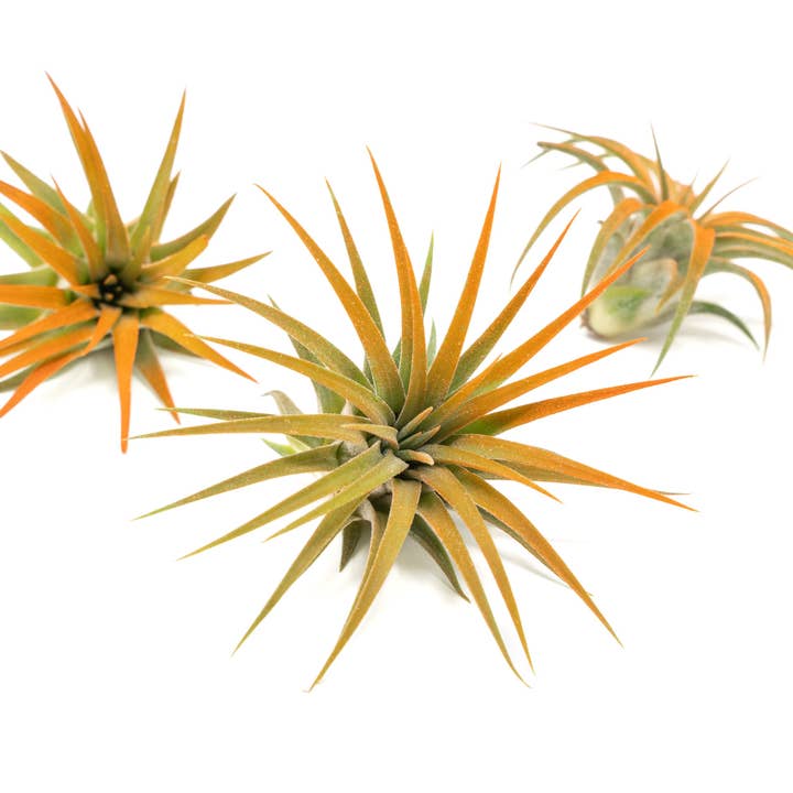 Air Plant Shop - Wholesale Live Plant - Color Enhanced Tillandsia Ionantha Rubra Air Plants6