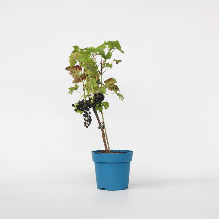Vigne – Vitis Vinifera ‘Nero’ – Hauteur 60–75cm – Ø21cm – Raisin rouge aux fruits sucrés – Vigne auto-pollinisatrice pour jardin et terrasse – Plante fruitière rustique et autres tendances Résultats pour vigne rouge en vente B2B. Retours gratuits et paiement à 60 jours sur Faire sur Faire.