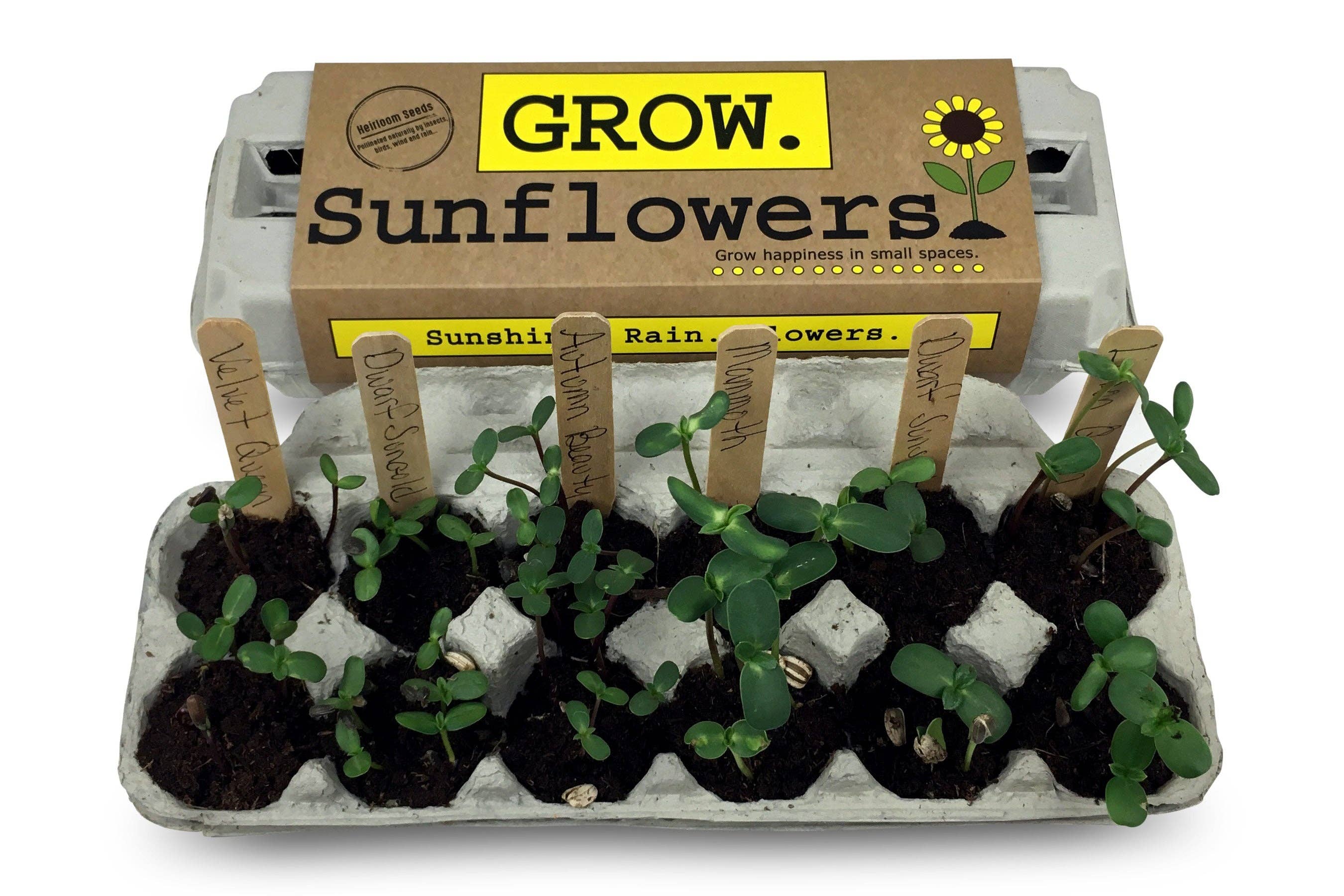 Backyard Safari Company - Wholesale Plant Seeds - Sunflower Garden Grow Kit2
