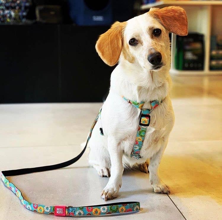 Max & Molly – Engroshandel Hundesnor - Hund – Kort hundesnor - Donuts3