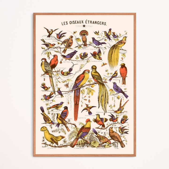 Poster: Foreign Birds and other Purchase Wholesale asterix figuren fischhandler. Free Returns & Net 60 Terms on Faire trending on Faire.
