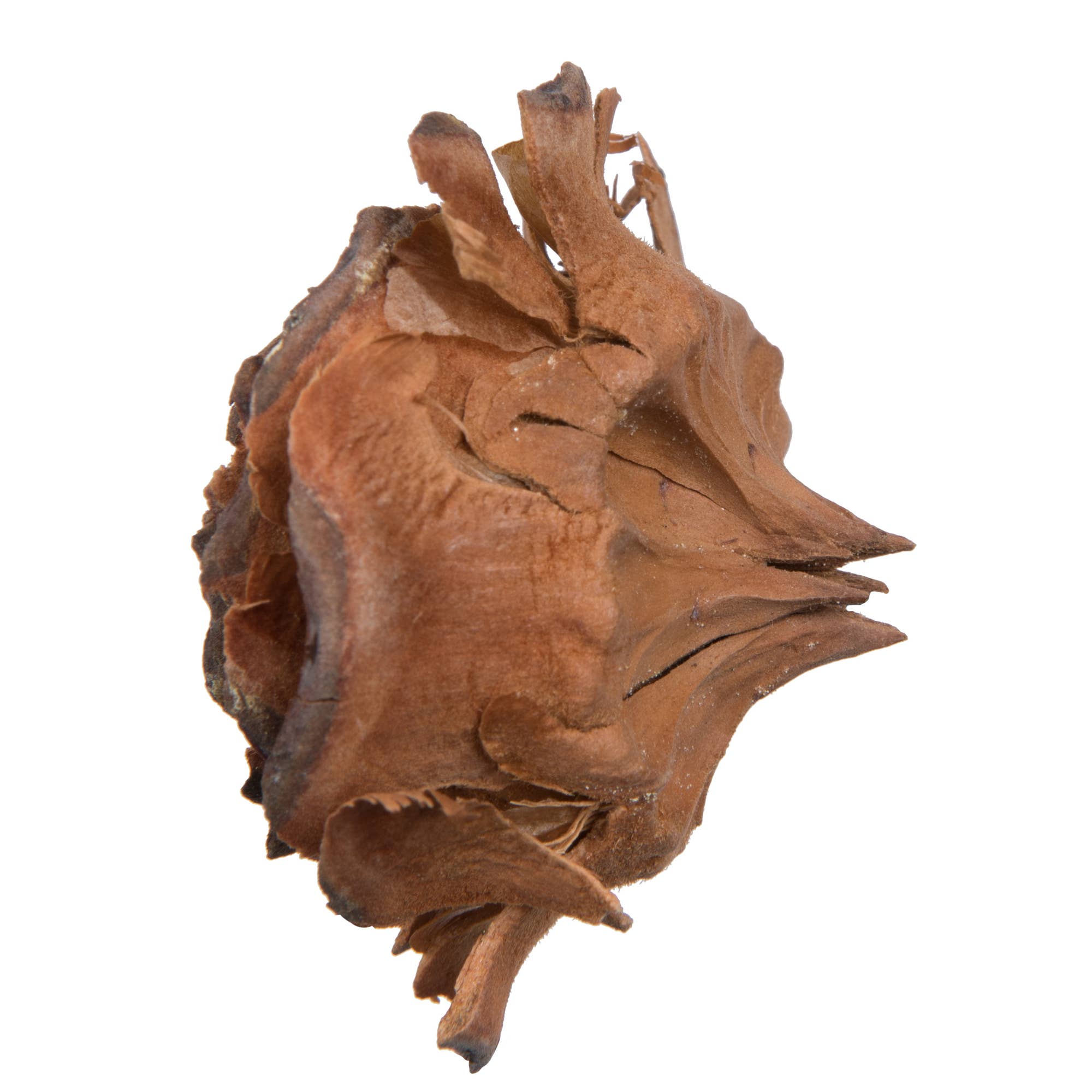 Natural Vickerman 1.3"-1.8" Cedar Rose 100/pk for wholesale on Faire2