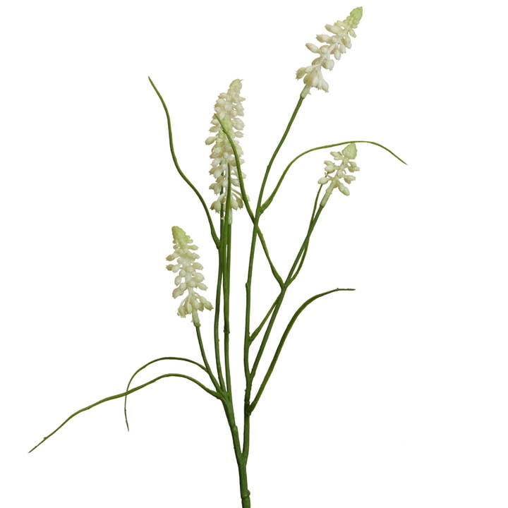 grape hyacinth 51 cm cream x5 for wholesale by Floratexx