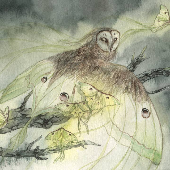 Cartão postal Luna Moth Owl por atacado de Ameluria