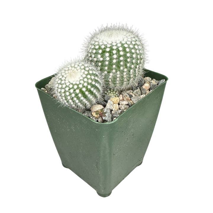 4" Cactus Assorted – Wholesale Live Houseplant for wholesale by Flow State