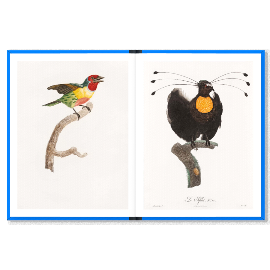 K.Co Press - Wholesale Book - Adult - COMING SOON | Birds4