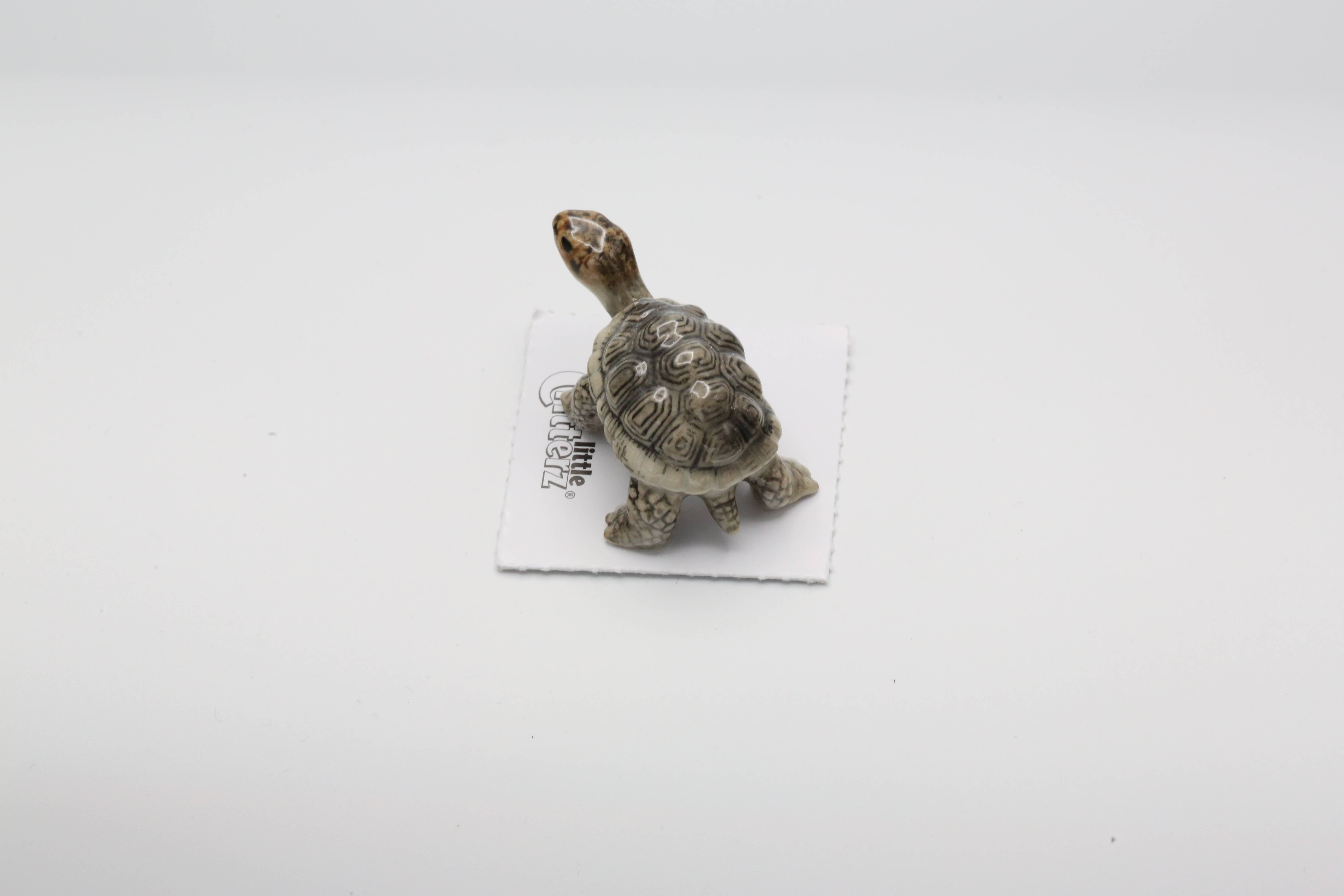 Little Critterz - Vente Figurine décorative - Darwin Galapagos Tortue en porcelaine miniature1