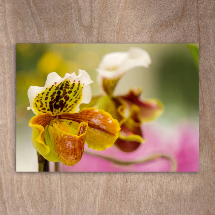 Ansichtkaart Eye0283 Orchideebloemen voor wholesale door eye-comm