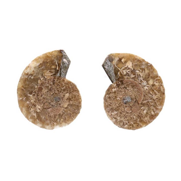 Pair of fossil ammonite 2-3cm Quality B for wholesale by Vives de la Cortada S.L