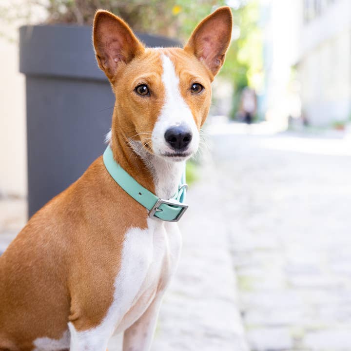 Ploouf Dogs - Wholesale Pet Collar - Dog - Lagoon green “soft touch” dog collar1