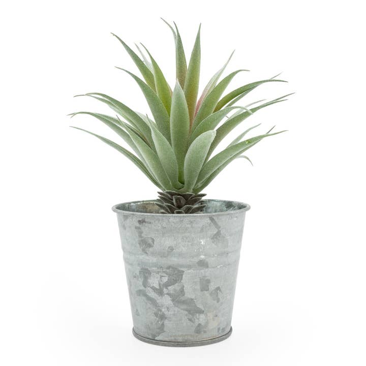 Aloe Succulent in Tin Pot 18cm 6PK for wholesale by Candlelight Products Ltd