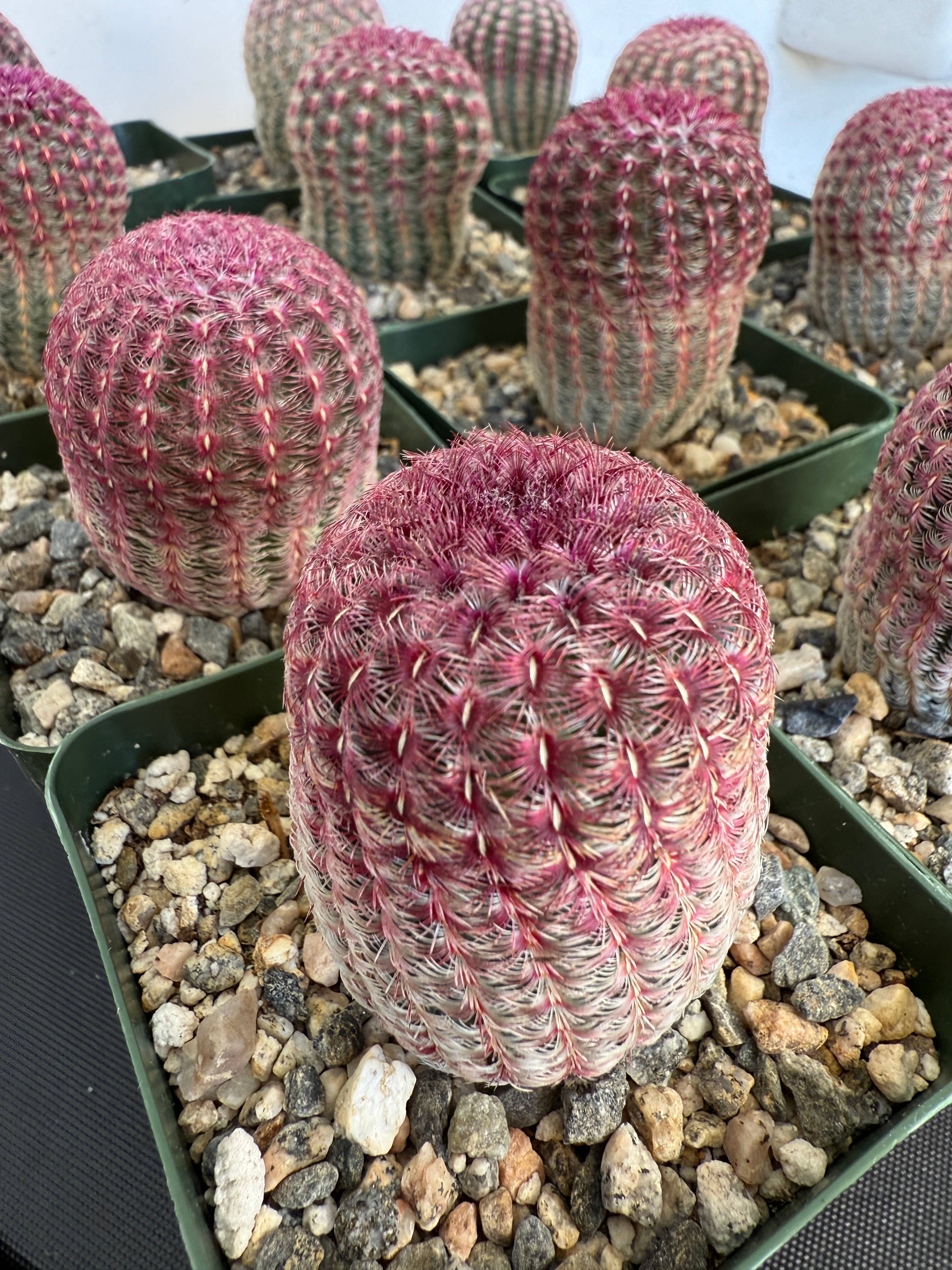 Plant Vault - Wholesale Live Plant - Purple Rainbow Cactus2