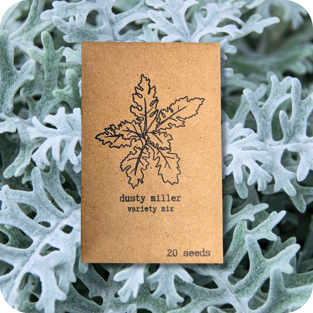 Plantflix - Vente Graines de plantes - Graines de plantes d'intérieur et de plantes tropicales4