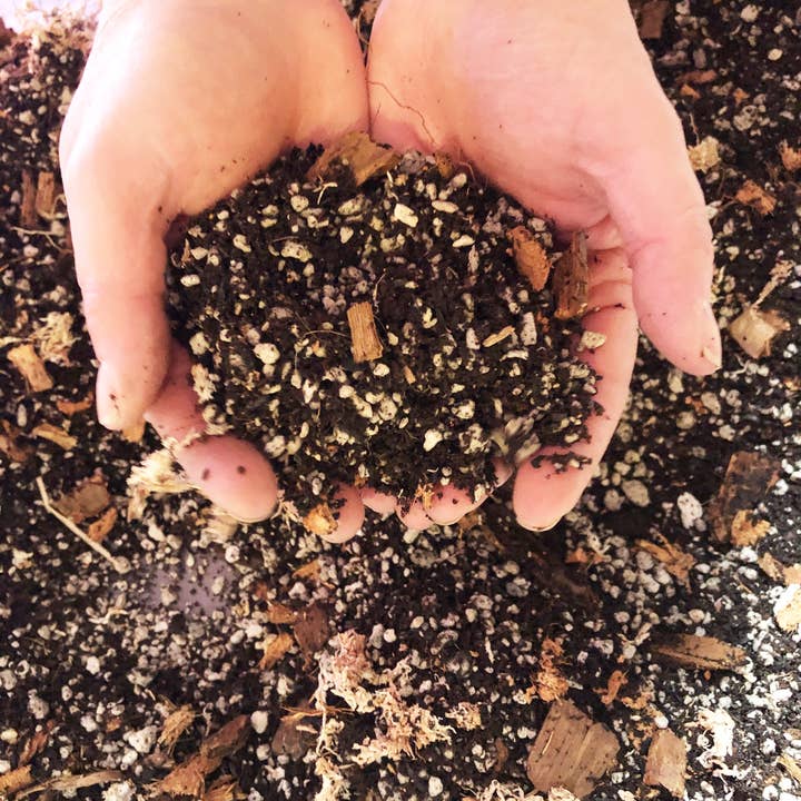 Rooting For You Plant Nursery - Wholesale Planting/Potting Soil - Alocasia Colocasia Caladium Premium Potting Mix2