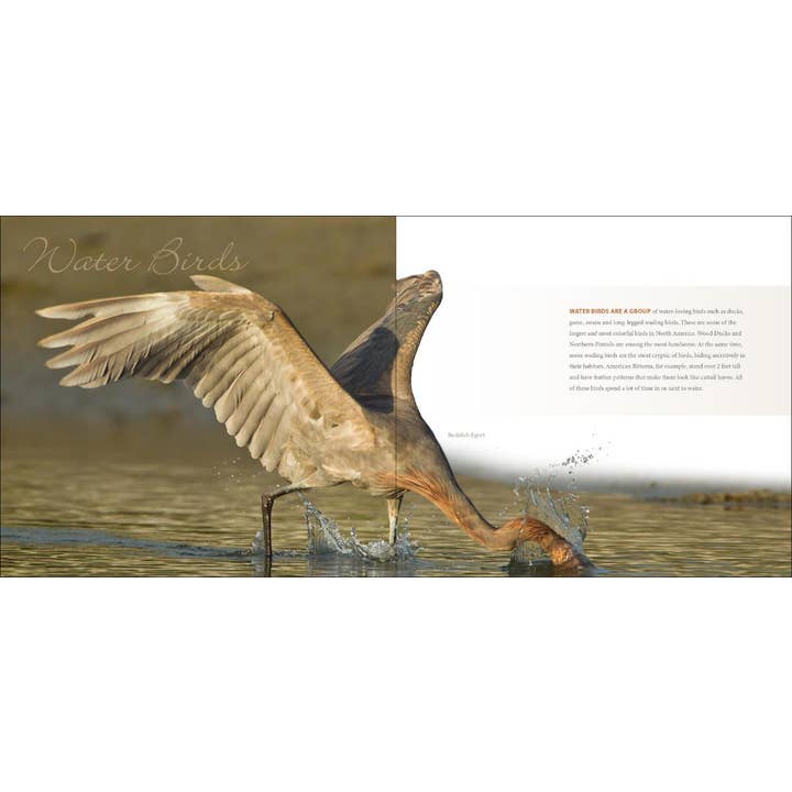AdventureKEEN - Wholesale Nature & Outdoors - Feathers - A Coffee Table Book by Stan Tekeila3