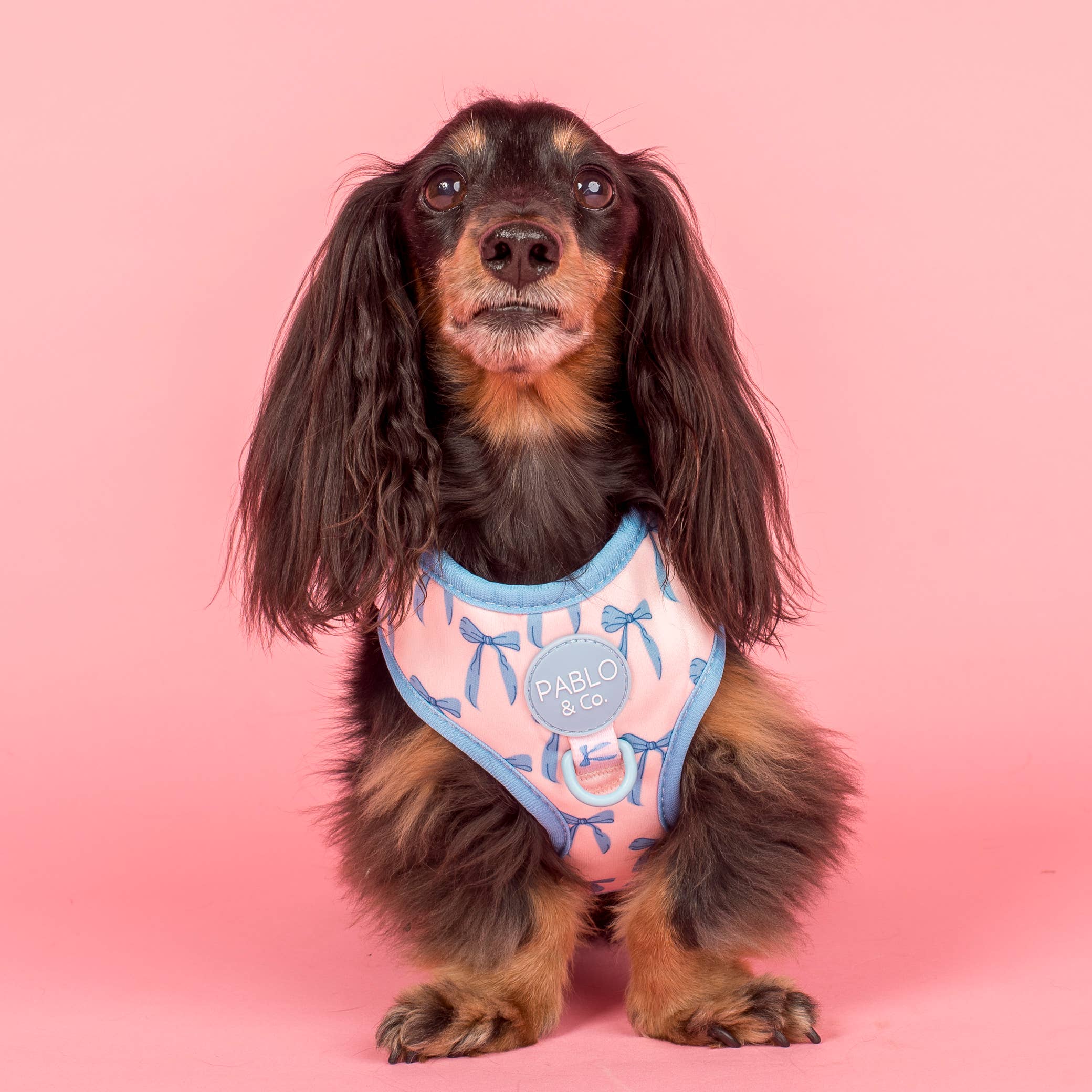 Pablo & Co. Boutique - Wholesale Pet Harness - Dog - Baby Blue Bows: Adjustable Dog Harness0