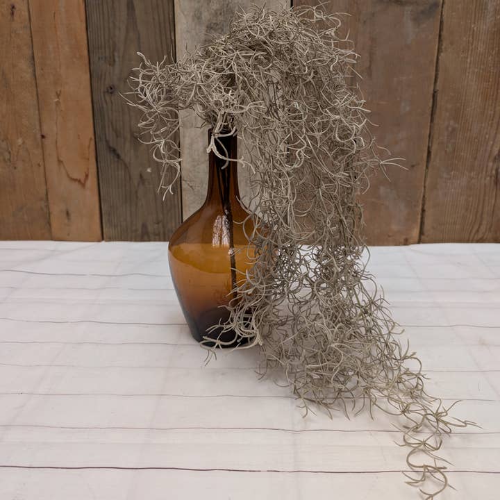 Hängande spansk mossa för wholesale av A.T. Imports